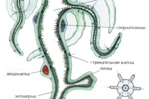 Ссылка кракен kraken torion net